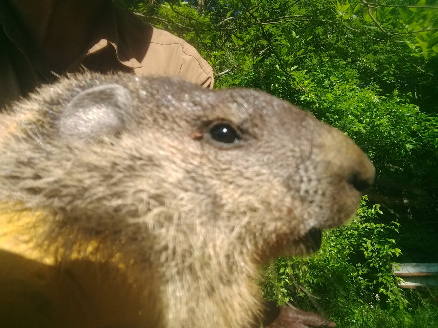 How to trap and remove problem woodchucks in New York, Woodchuck