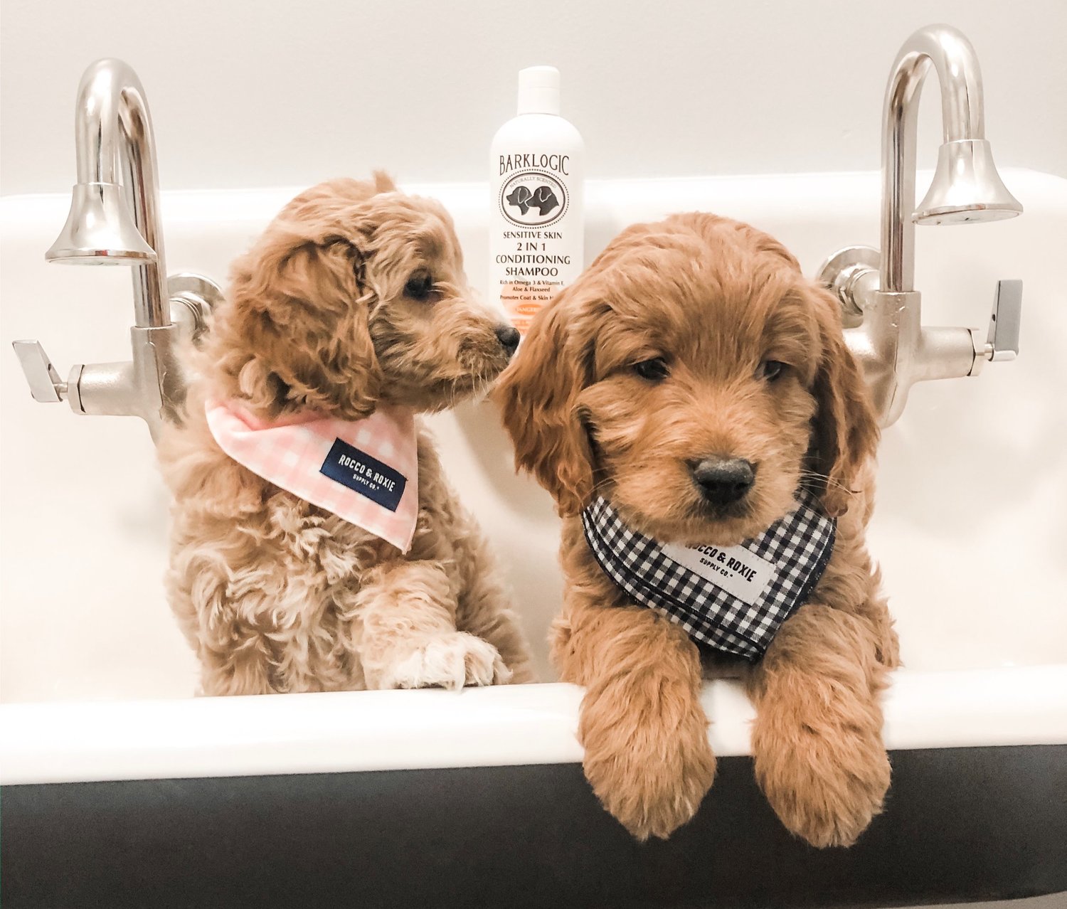 Puppy Checklist: Must-Haves To Bring Home Your New Goldendoodle Puppy -  Goldendoodle Advice