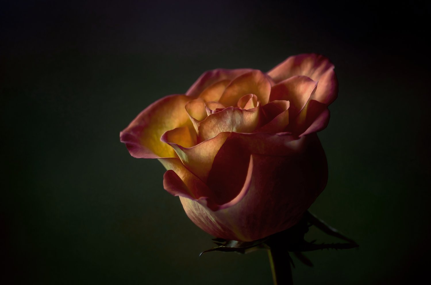 Flower Power — Rosé Attaché