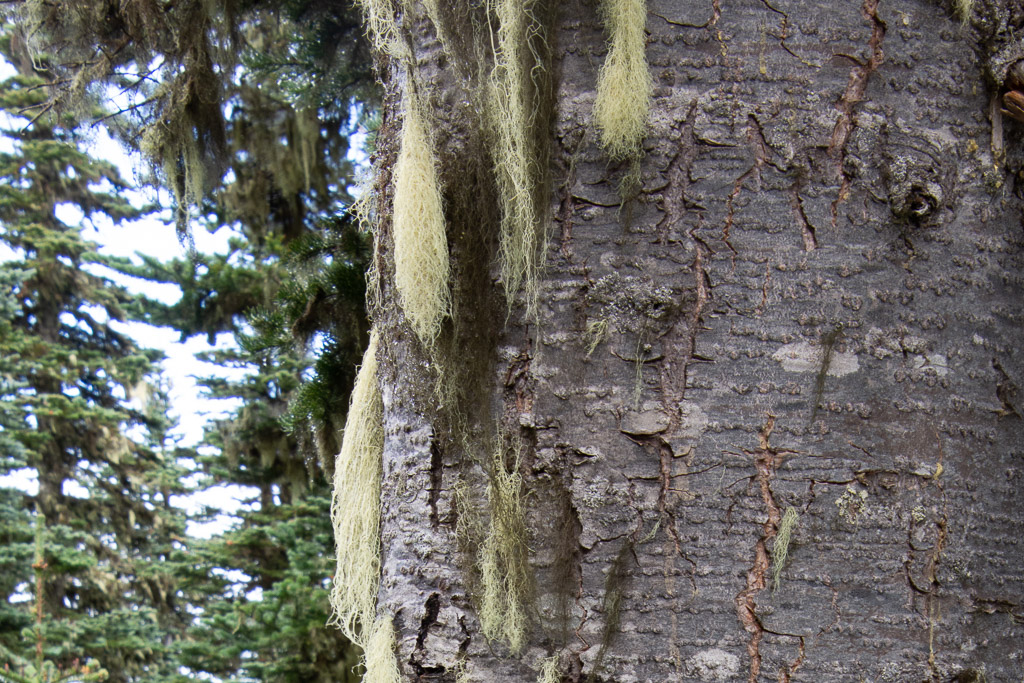 Goats Beard Lichen