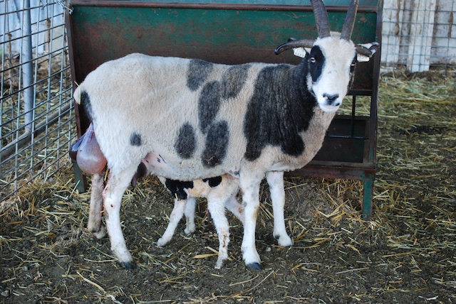 Loretta with first lamb