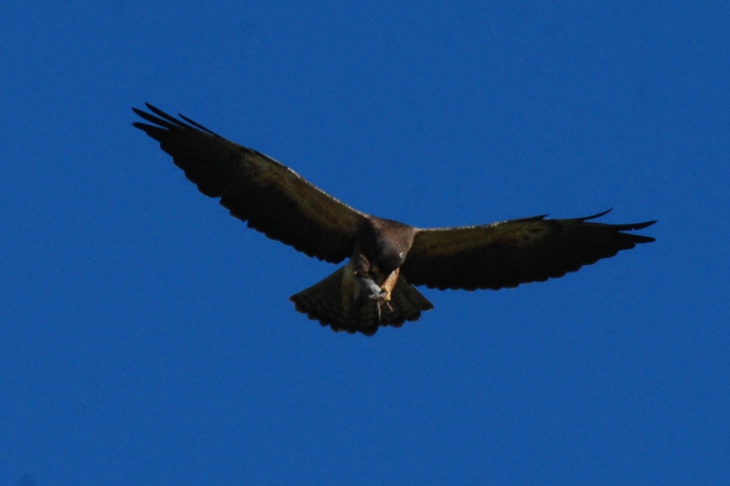 Hawk with prey (1)