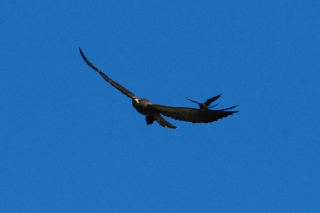 Hawk with prey