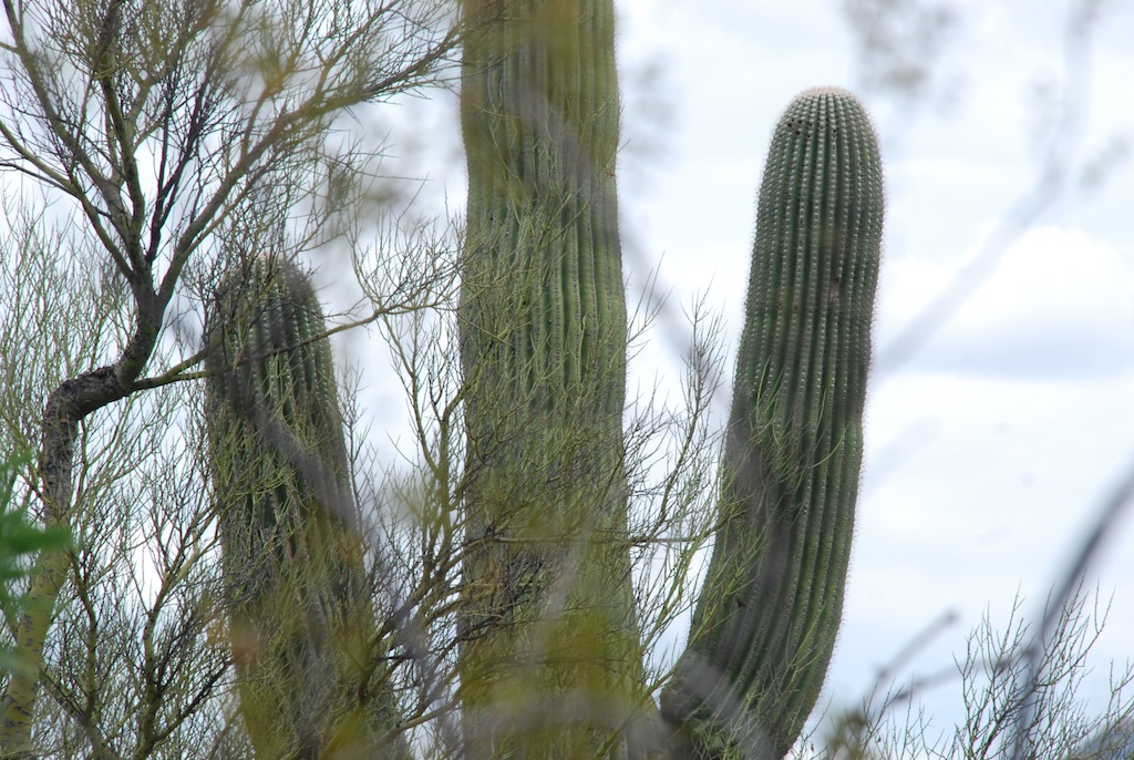 saguaro and palo verde
