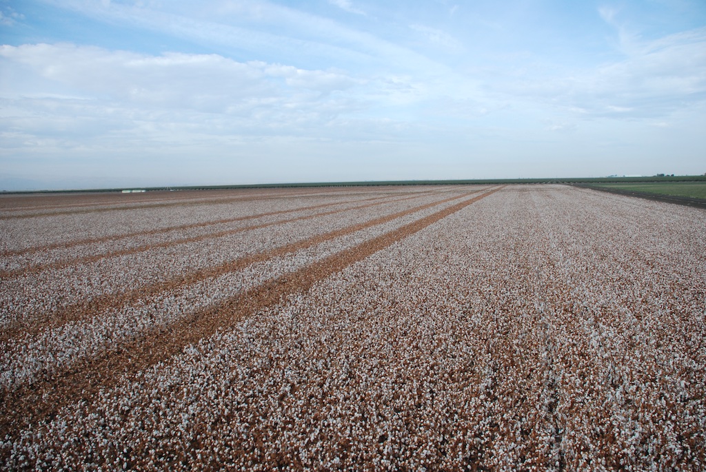 DSC_1931 cotton field