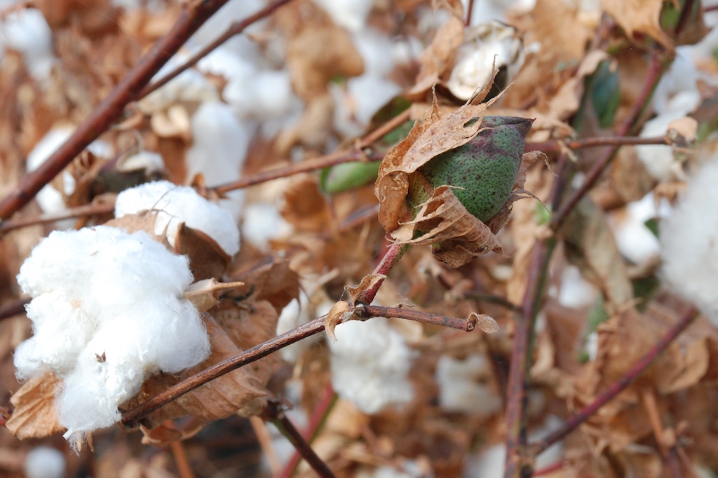 DSC_1959 cotton and boll