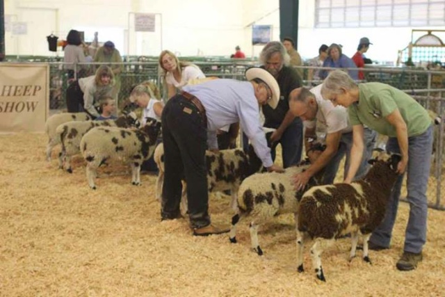 1st place ewe lamb 3007