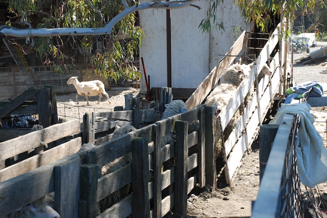 Sheep going into shearing trailer