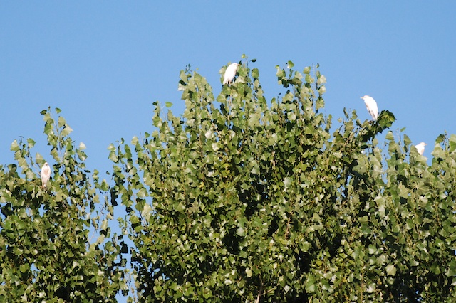 cattle egrets in tree