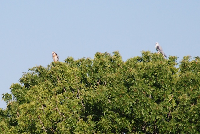 white tailed kite, adult and juvenile