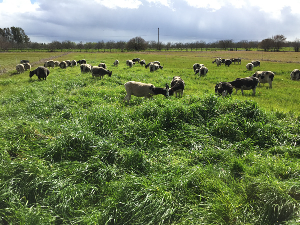 Ewes on pasture