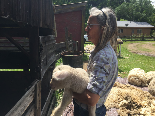 Timm Ranch shearing 4-2017-30