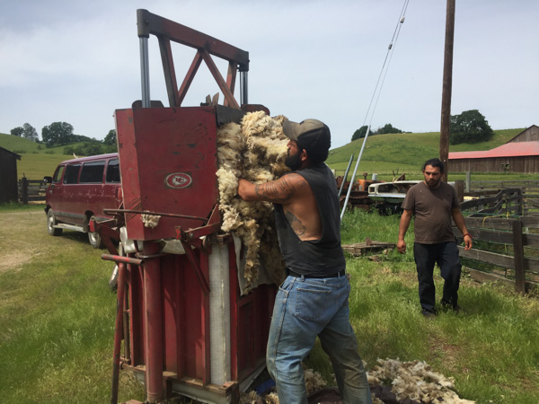 Timm Ranch shearing 4-2017-32