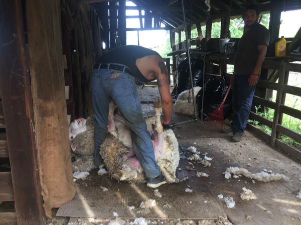 Timm Ranch shearing 4-2017-36