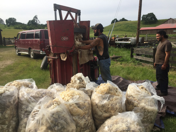 Timm Ranch shearing 4-2017-39