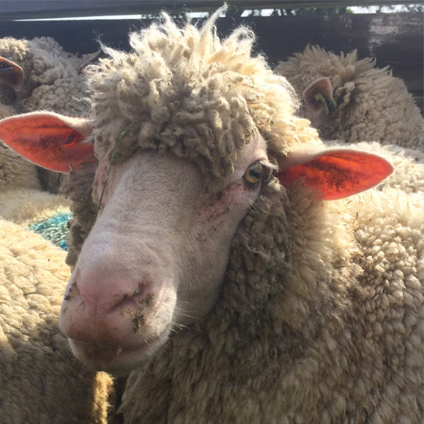 Timm Ranch shearing 4-2017-40
