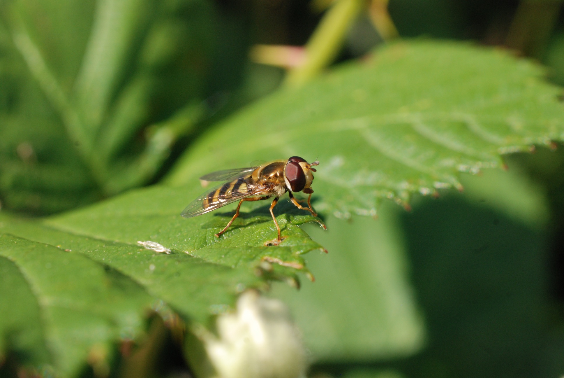 Hoverfly on blackberry