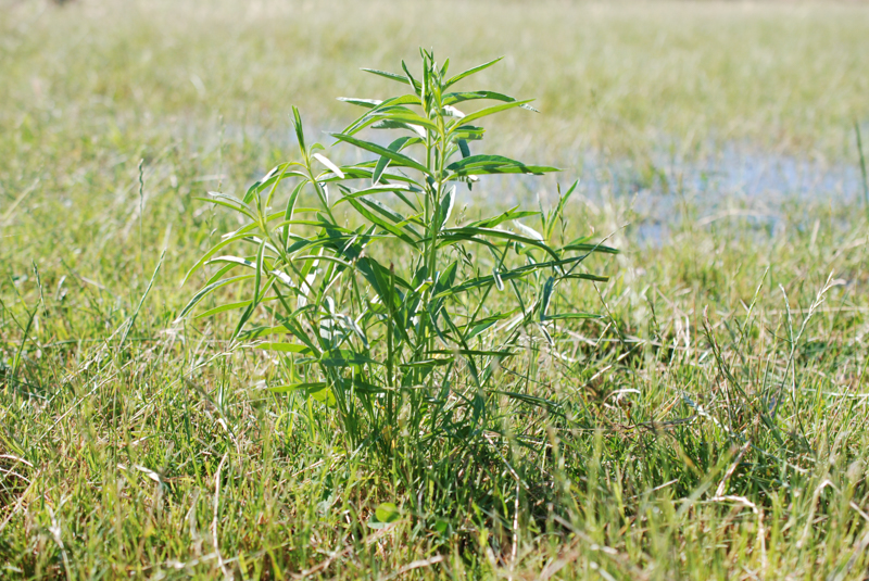 Narrow-leaved milkweed