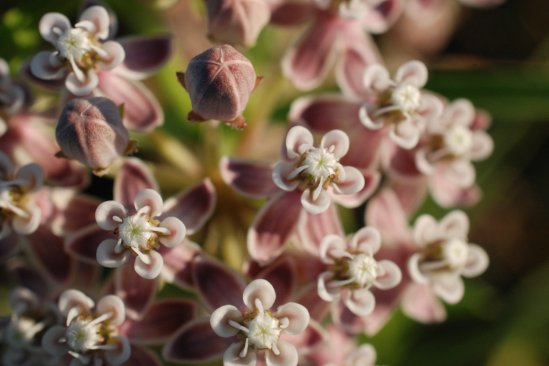 Narrow-leaved milkweed-5