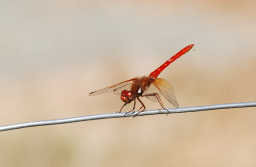 CA Red dragonfly
