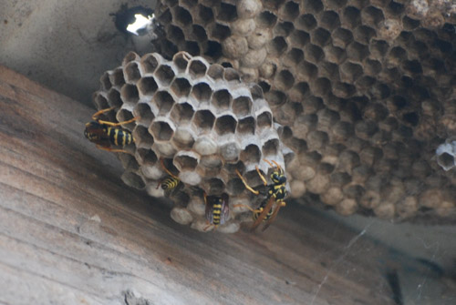 paper wasp-2