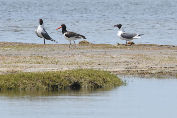 American Oystercatcher-Laughing Gull