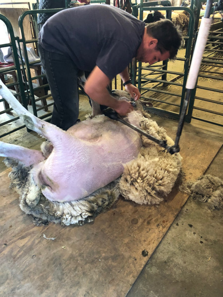 Shearing-GB-198-3