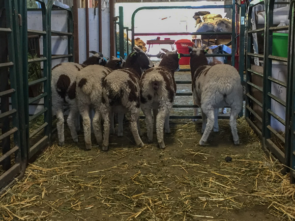 2-horn ewe lambs-2