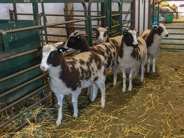 2-horn ewe lambs-3