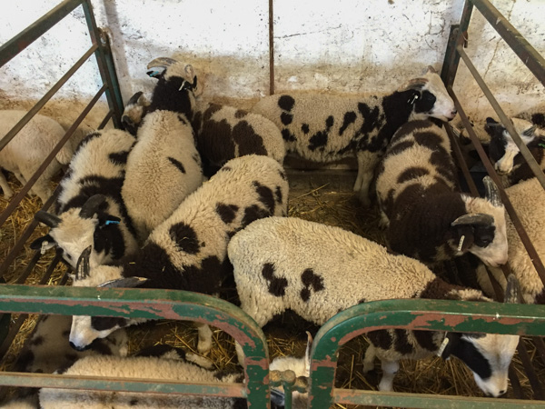2-horn ram lambs