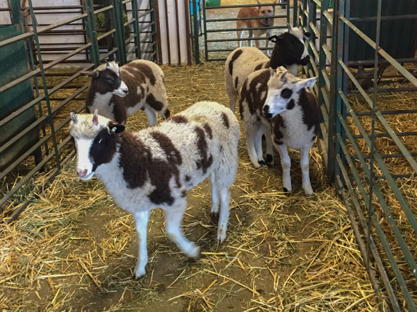 4-horn ewe lambs-2