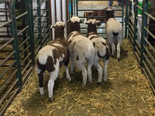 4-horn ewe lambs-3