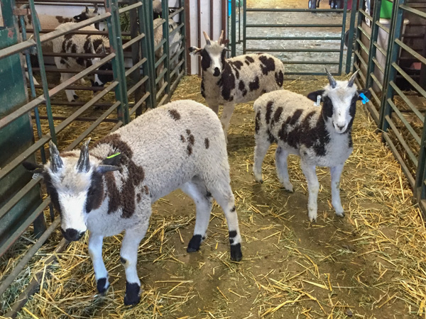 4-horn ram lambs-2
