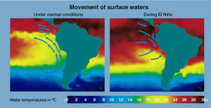 800px-Movement_of_surface_waters_during_El_Nino