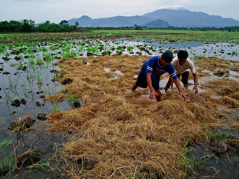 Rice farmers at work in the field gathering rice and straw in the Laguna province of the Philippines.
