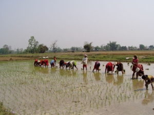 Nepali women planting rice. Wikimedia Commons
