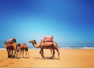 Camels on Paradise Beach. Image: Guillaume Biganzoli.
