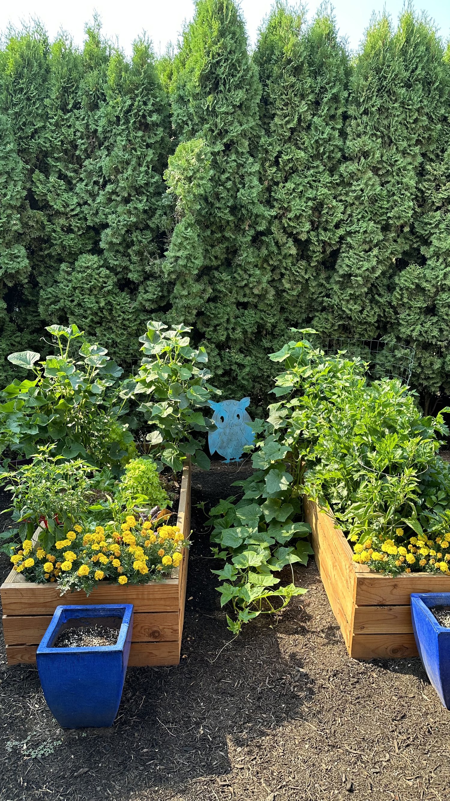 The Best Vegetables to Grow in a Raised Bed from Seed — Meadowlark Journal
