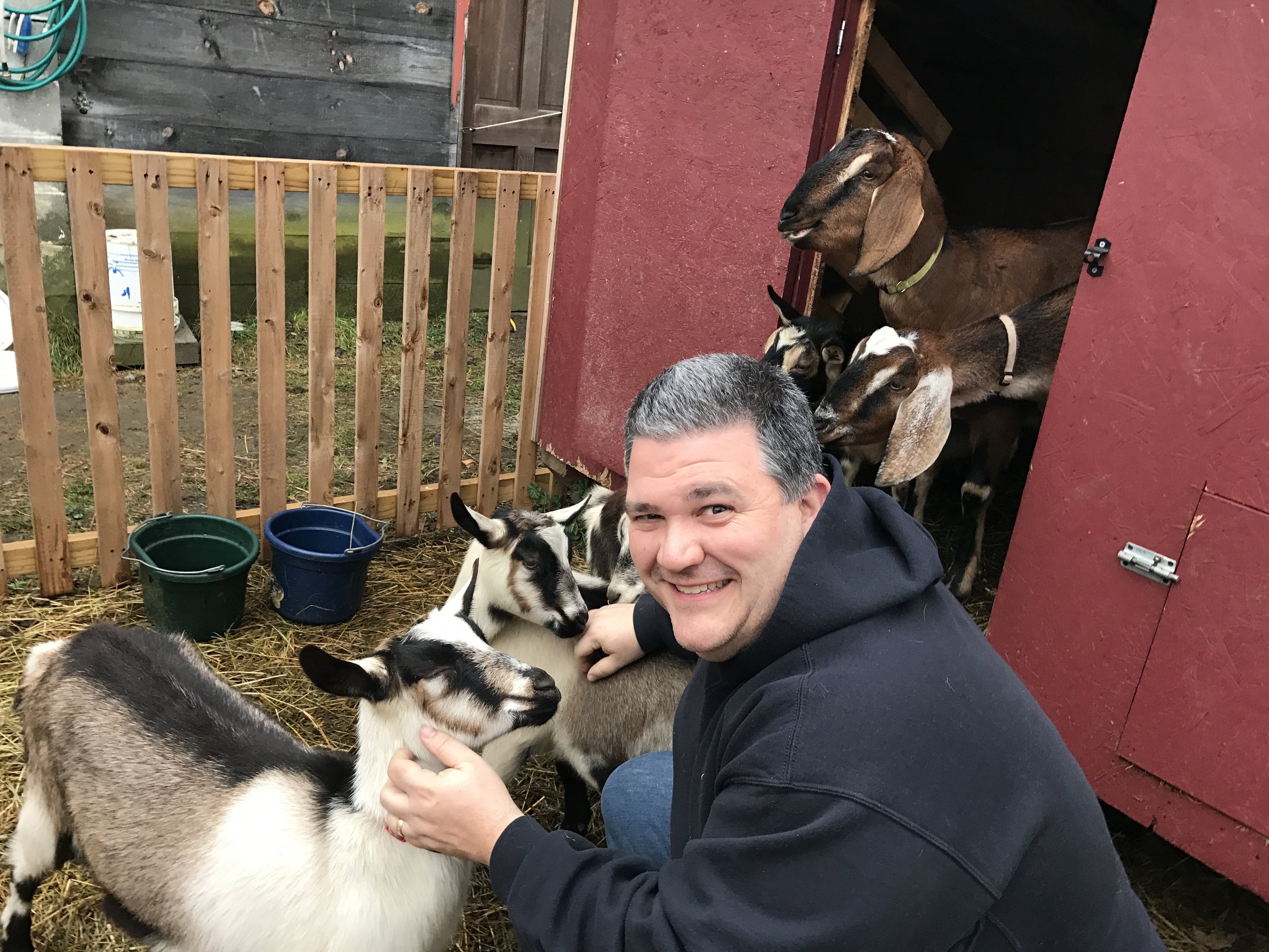 Playing With Goats