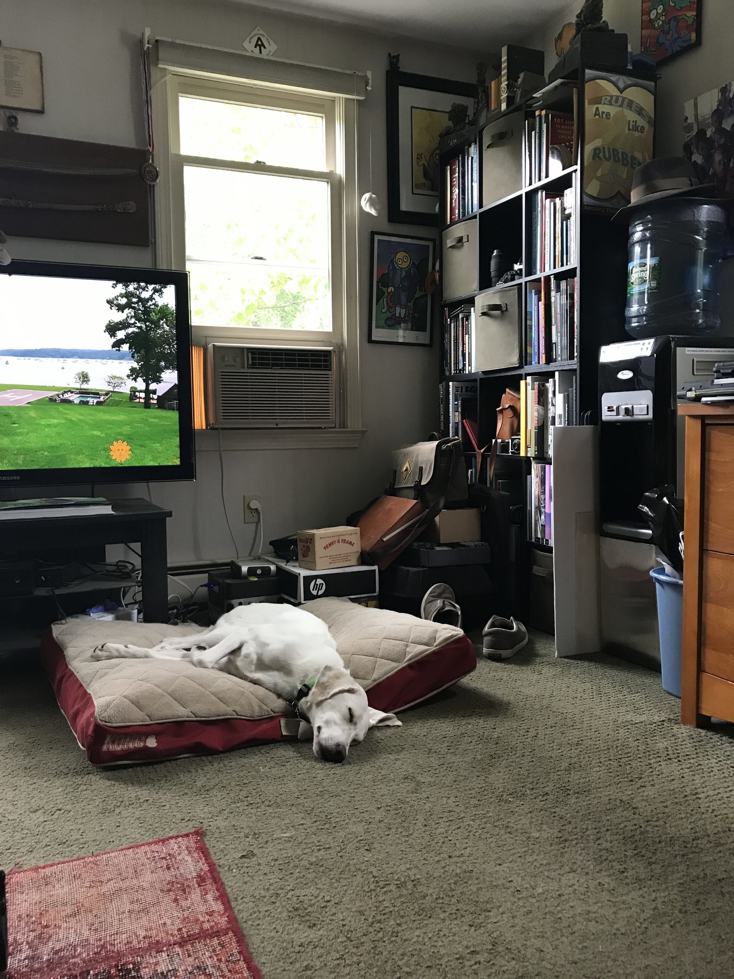 Lazy Sunday Afternoon For Jaz in my Office