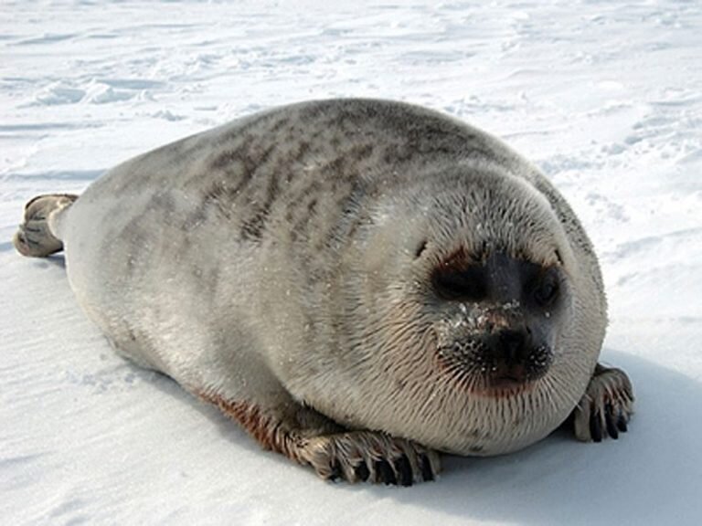 Massage Met pensioen gaan Gloed Action Alert! Proposed Designations of Critical Habitat for Ringed and  Bearded Seals in Alaska — Alaska Wildlife Alliance (AWA)