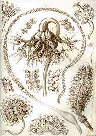 Sea Pen - Ernst Haeckel
