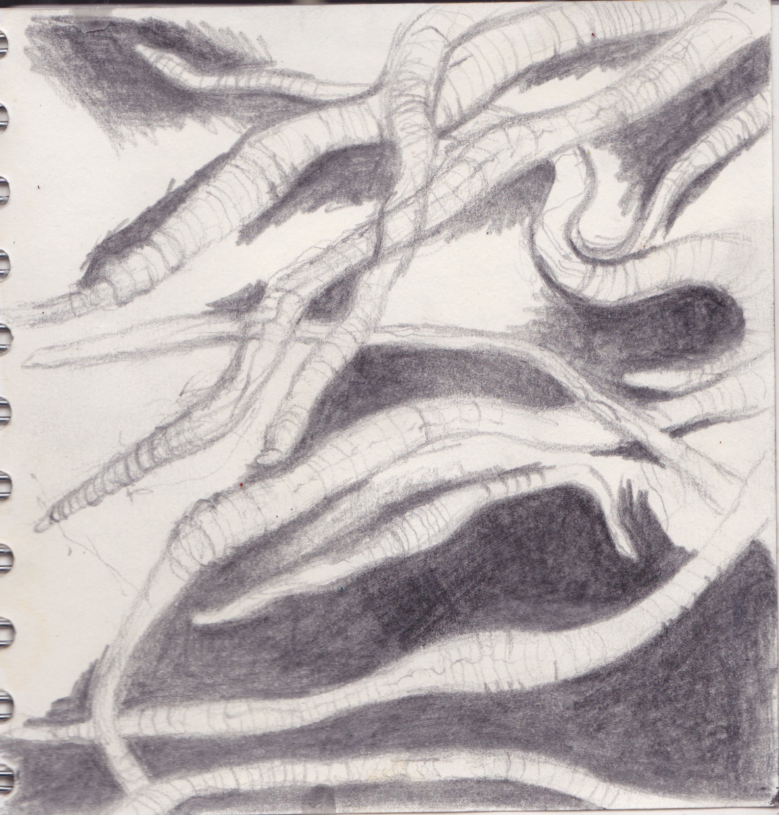 worm-drawing-graphite