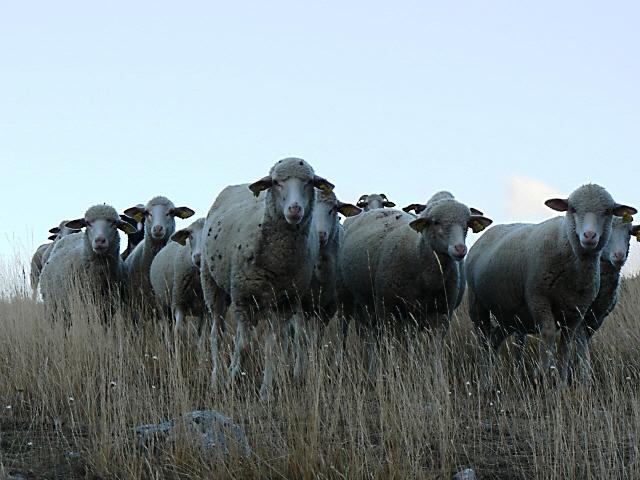 Marcelli Formaggi Sheep