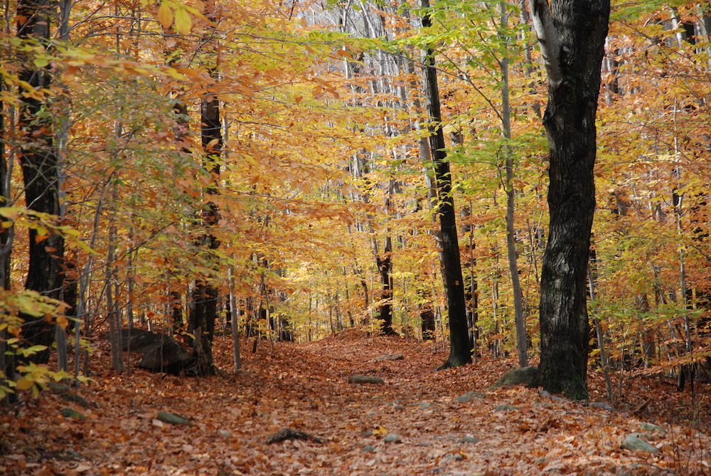 autumn-path-fall