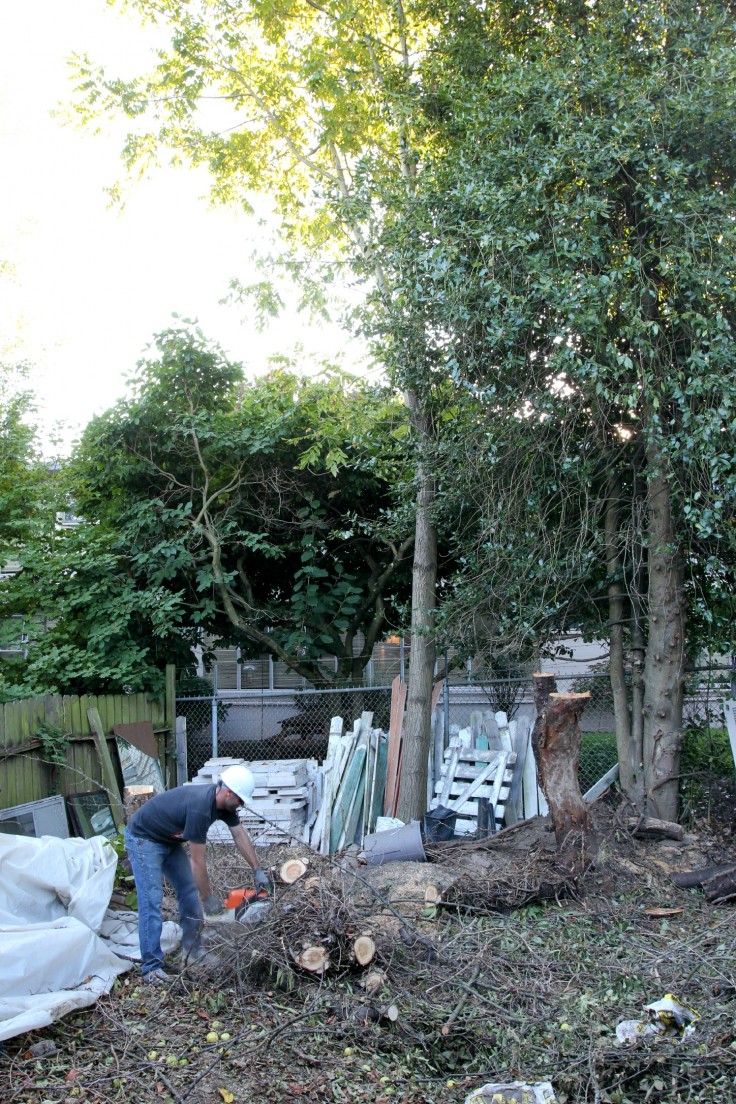 The Grit and Polish - Backyard Tree Removal 2