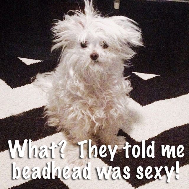 Photo By Leslie @ www.LavishBoudoir.com #dog #funny #bedhead