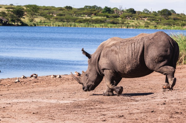 Rhino at watering hole