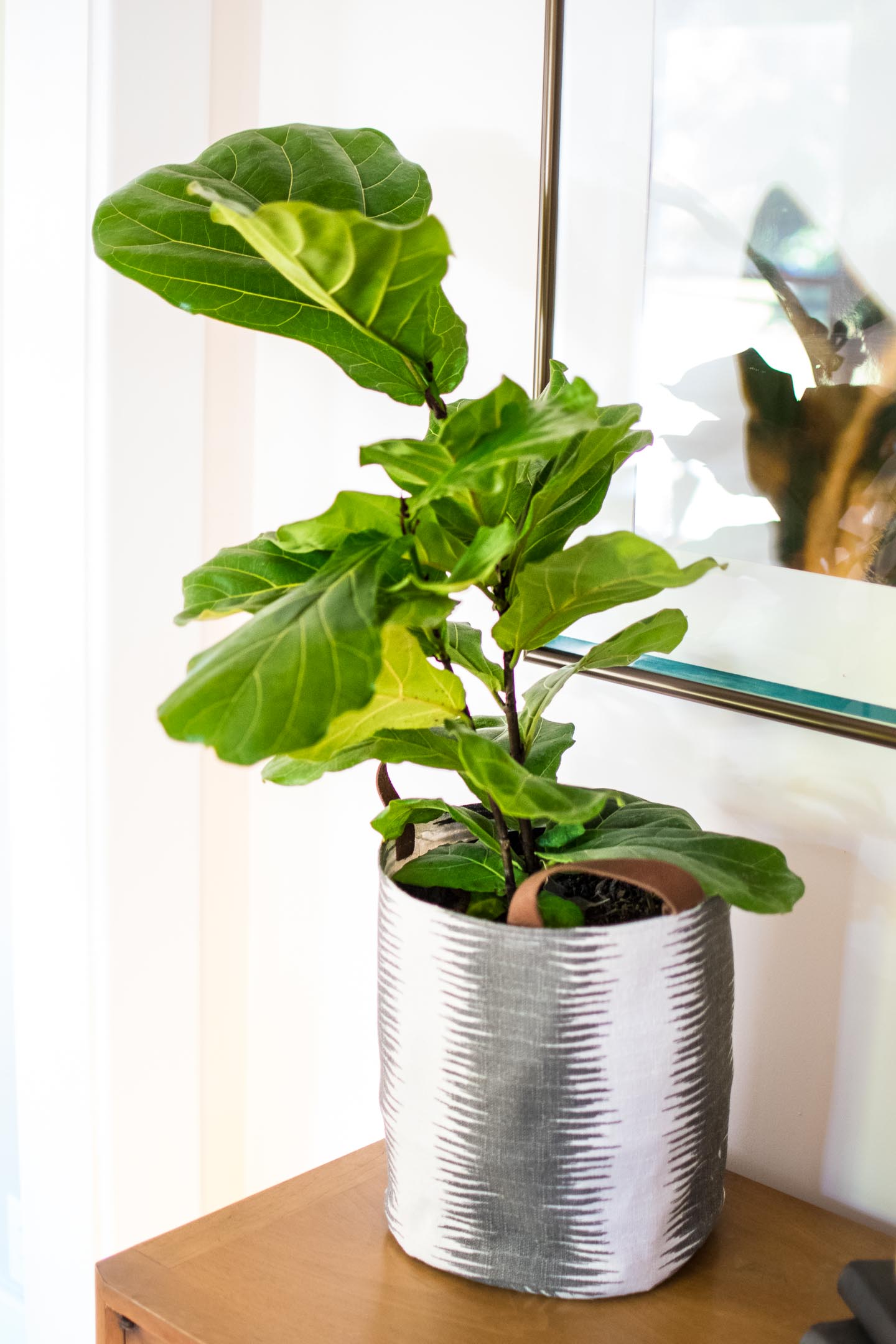 fiddle fig in canvas basket