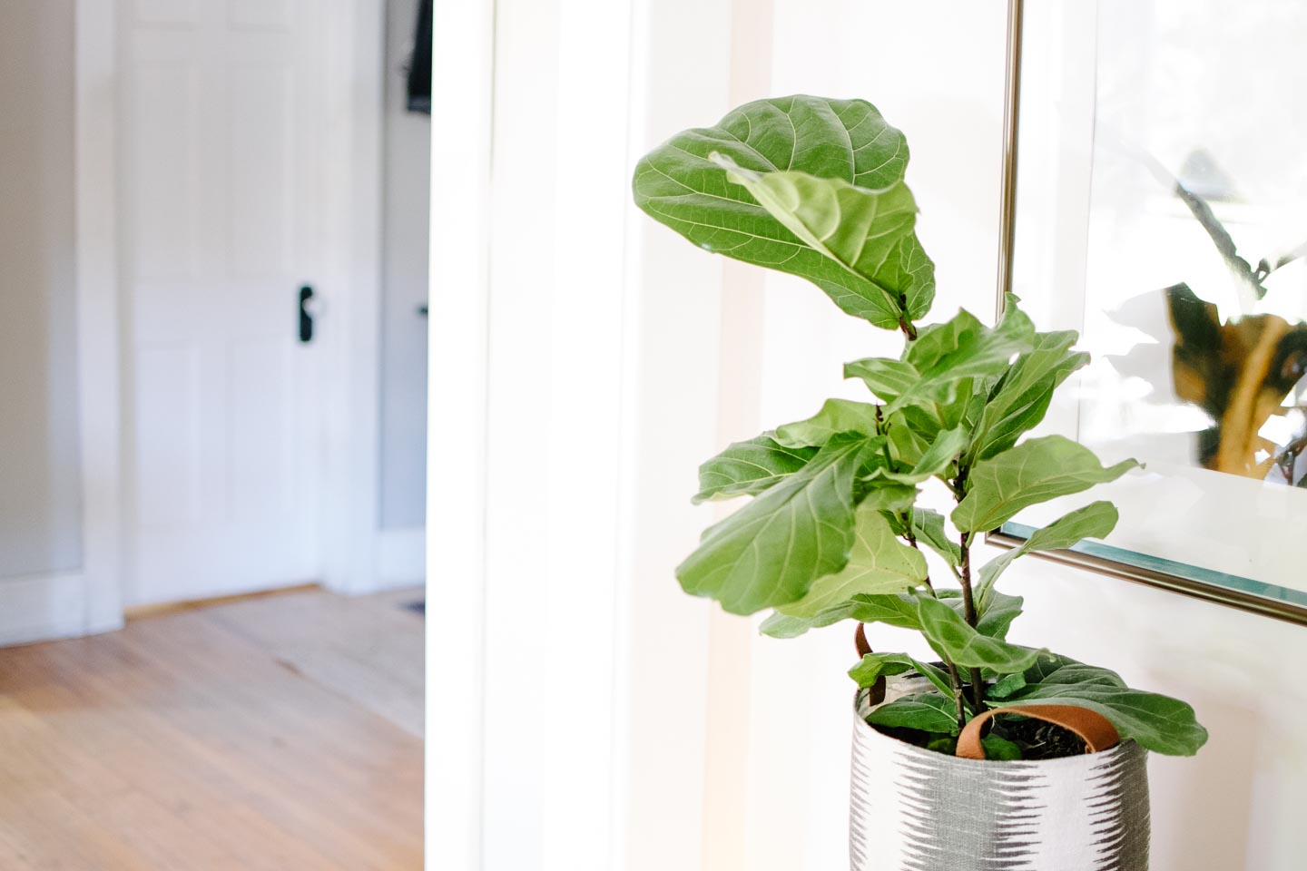 our fiddle fig in the front entryway